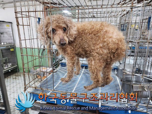 종료(반환) 푸들의…